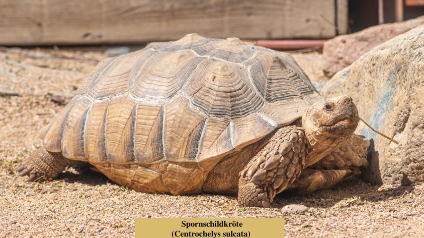 Fundtier Schildkröte: Spornschildkröte