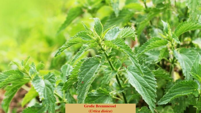 Große Brennnessel (Urtica dioica)