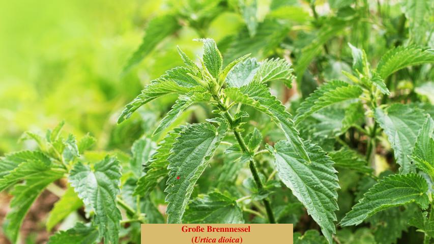 Große Brennnessel (Urtica dioica)