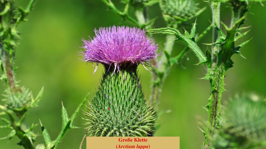 Große Klette (Arctium lappa)