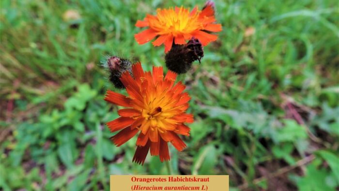Orangerotes Habichtskraut (Hieracium aurantiacum L)