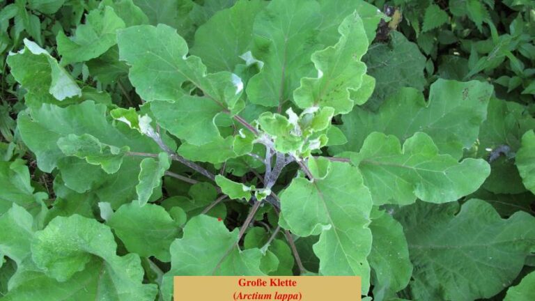 Große Klette (Arctium lappa)