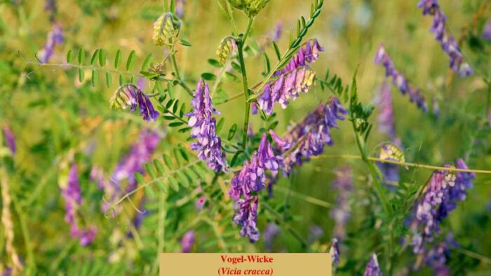 Vogel-Wicke (Vicia cracca)