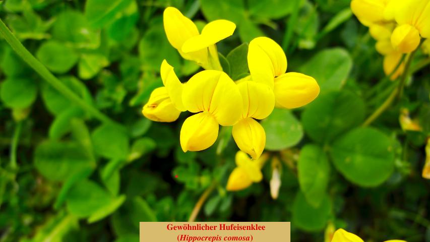 Hippocrepis comosa