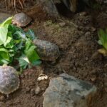Spaltenschildkröten im Innengehege