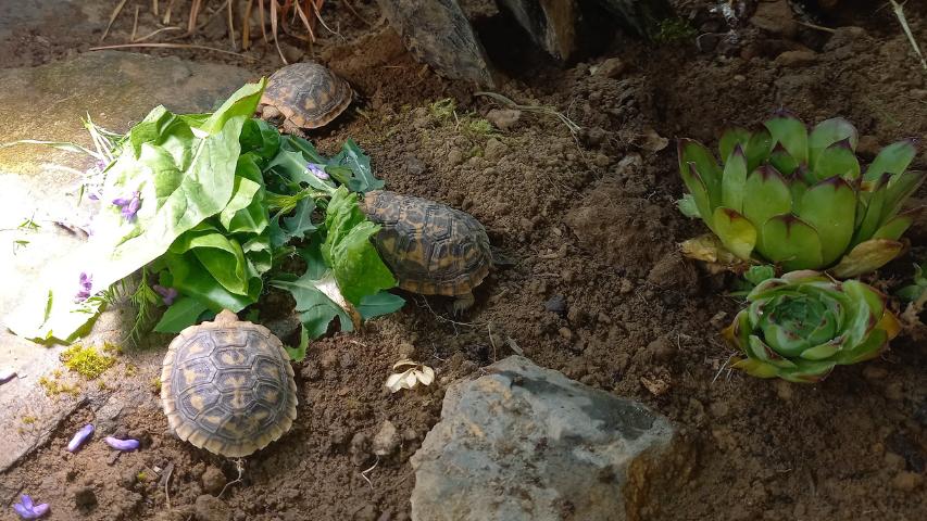 Spaltenschildkröten im Innengehege