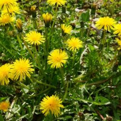 Top 10-Wildkräuter für Landschildkröten Löwenzahn (Taraxacum)