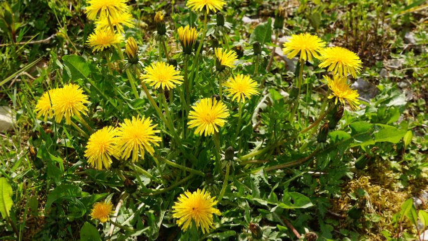 Löwenzahn (Taraxacum)