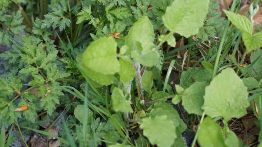 Gemeine Rainkohl (Lapsana communis)