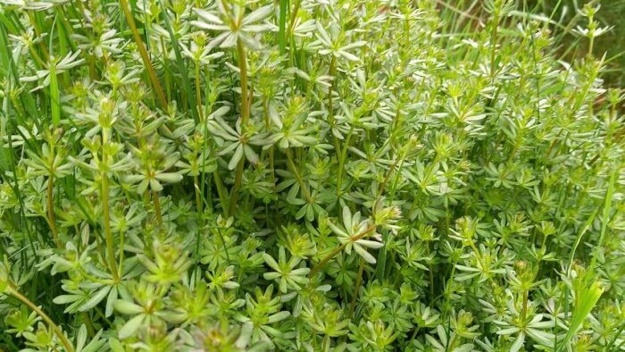 Wiesen-Labkrau (Galium mollugo)