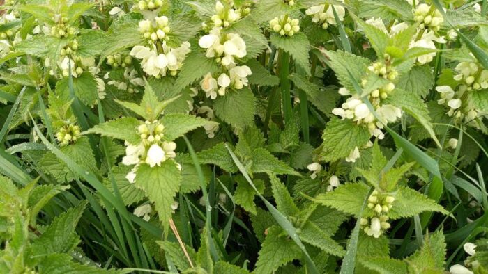 Weiße Taubnessel (Lamium album)