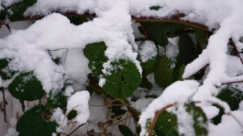 Winterfutter - Brombeeren-Blätter (Rubus)