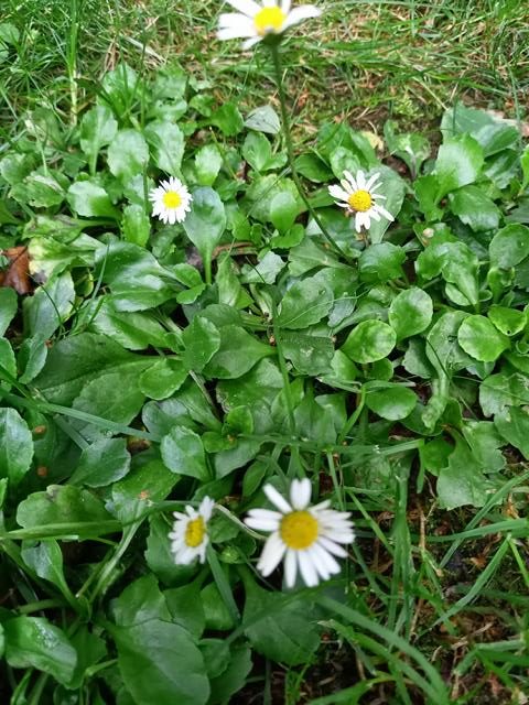 Gänseblümchen