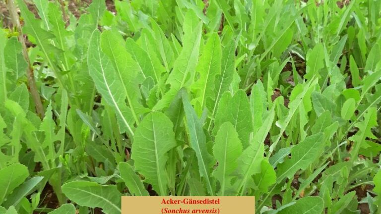 Gänsedisteln (Sonchus) - Unterart: Acker-Gänsedistel (Sonchus arvensis)