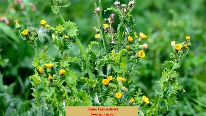 Gänsedisteln (Sonchus) -Unterart Raue Gänsedistel (Sonchus asper)