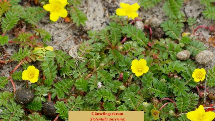 Gänsefingerkraut (Potentilla anserina)