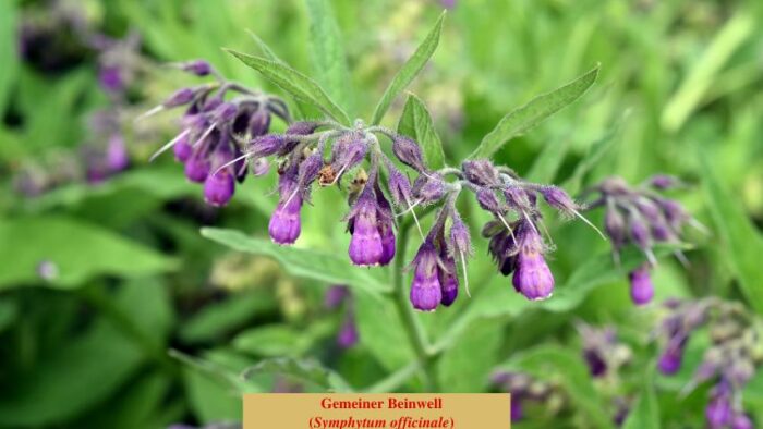 Gemeiner Beinwell (Symphytum officinale)