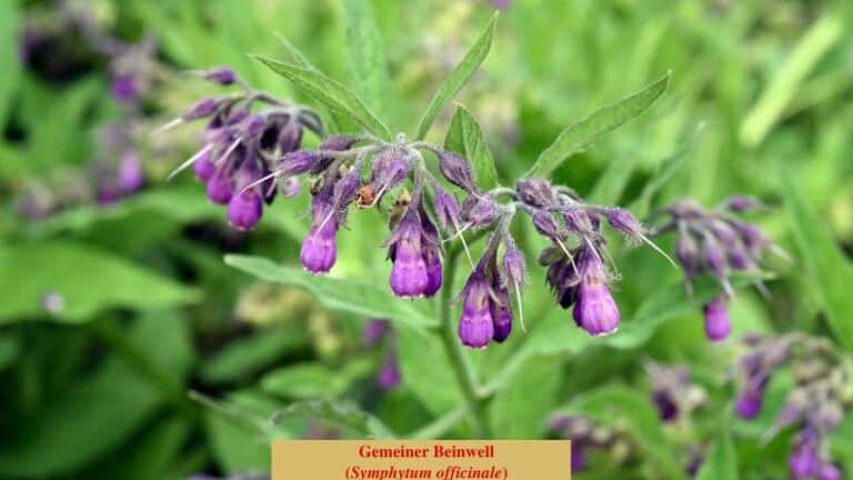 Gemeiner Beinwell (Symphytum officinale) - Landschildkröten im Hunsrück