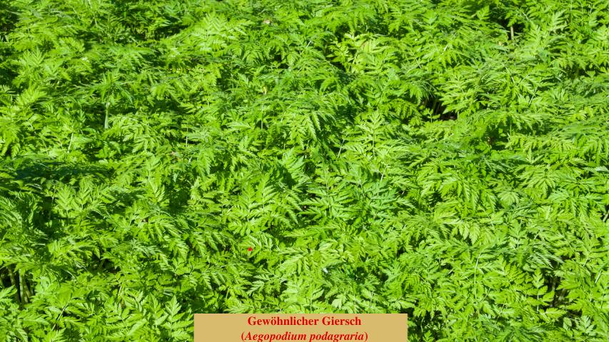 Gewöhnlicher Giersch (Aegopodium podagraria)