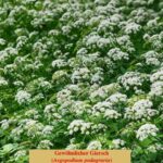 Gewöhnlicher Giersch (Aegopodium podagraria) Gewöhnlicher Giersch (Aegopodium podagraria)