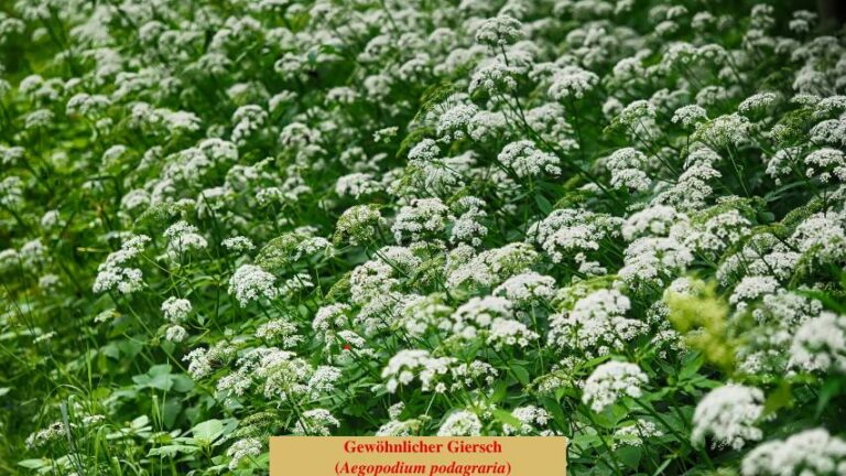 Gewöhnlicher Giersch (Aegopodium podagraria)