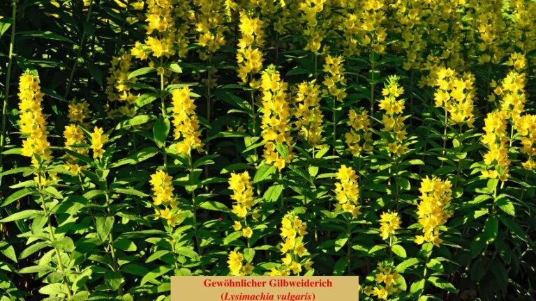 Gewöhnlicher Gilbweiderich (Lysimachia vulgaris)