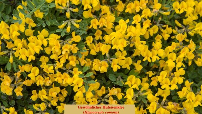 Gewöhnlicher Hufeisenklee (Hippocrepis comosa)