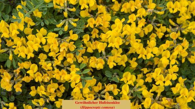 Gewöhnlicher Hufeisenklee (Hippocrepis comosa)