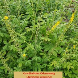 Gewöhnlicher Odermennig (Agrimonia eupatoria) Gewöhnlicher Odermennig (Agrimonia eupatoria) (1)