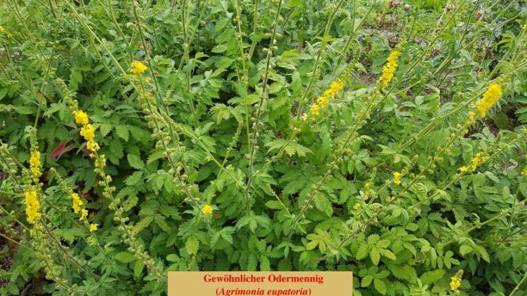 Gewöhnlicher Odermennig (Agrimonia eupatoria) (1)