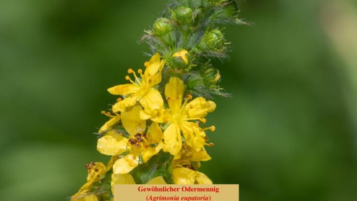 Gewöhnlicher Odermennig (Agrimonia eupatoria)