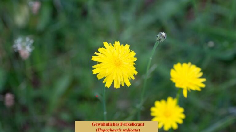 Gewöhnliches Ferkelkraut (Hypochaeris radicata)