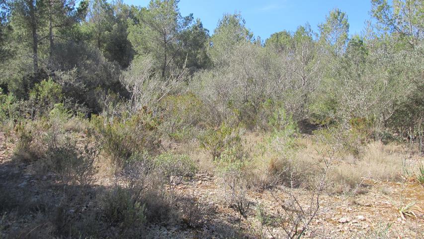 Giftpflanzen im natürlichen Habitat-Hier ein im Frühjahr 2019 schon sehr vertrocknetes Habitat auf Mallorca