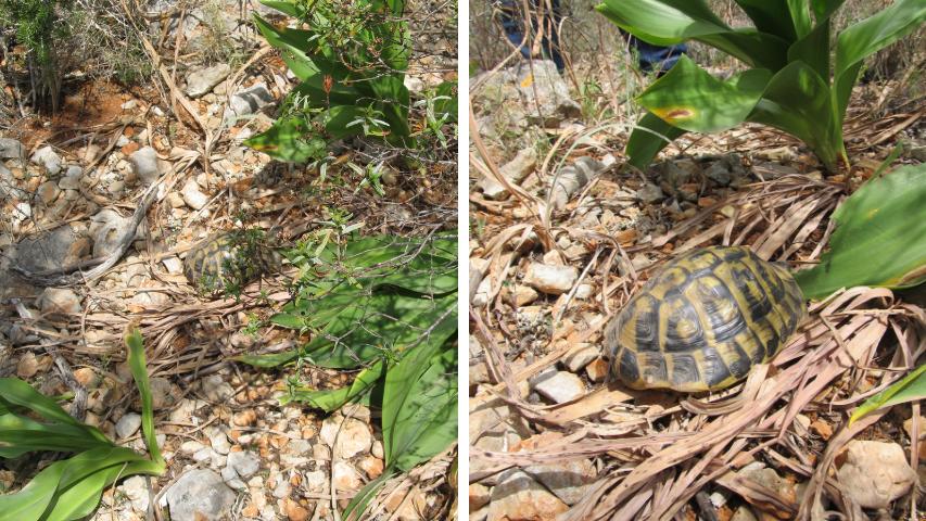 Giftpflanzen im Habitat-Griechische Landschildkröte mit einer Meereszwiebel
