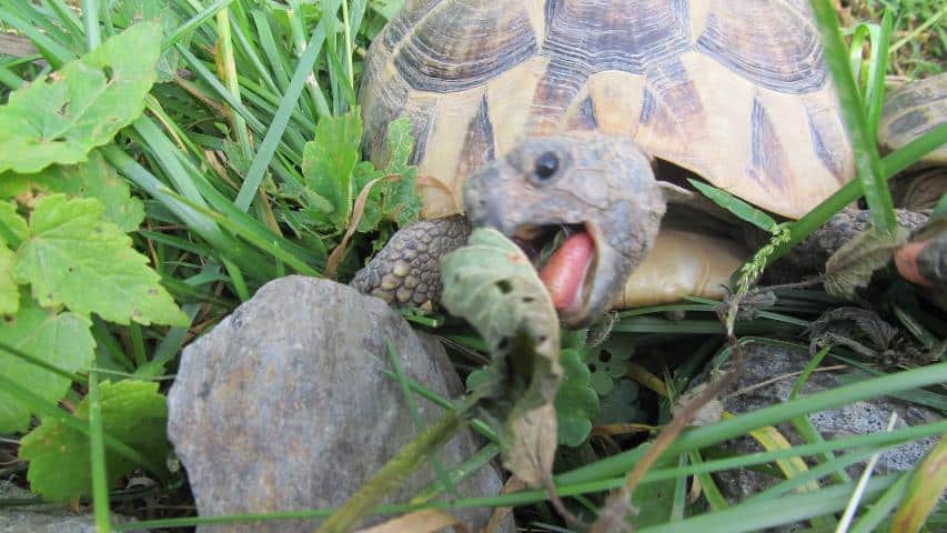 Giftpflanzen im eigenen Schildkrötengehege sollte wenn möglich vermieden werden-Testudo hermanni boettgeri beim Fressen von selbstgetrockneten Wildkräutern