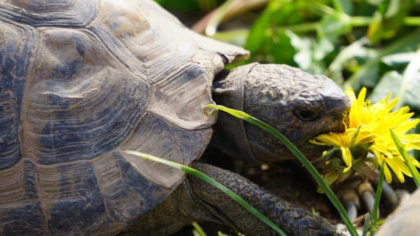 Giftpflanzen im Schildkrötengehege