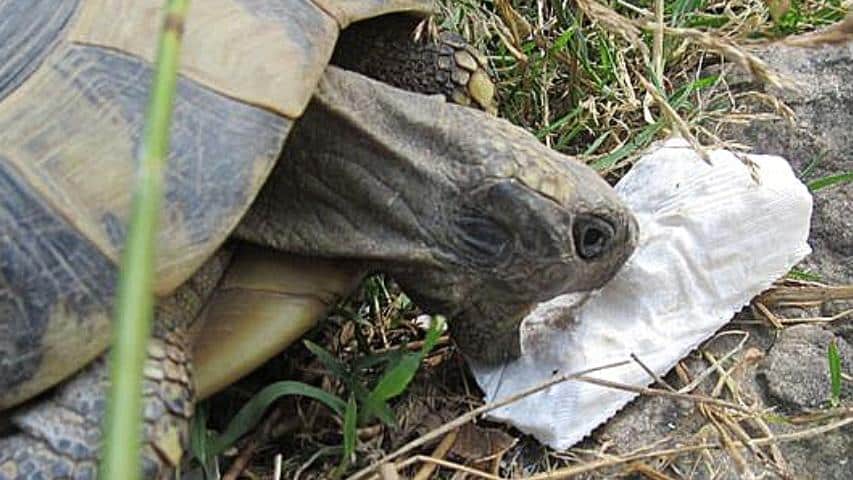 Sepiaschale – Nahrungsergänzung und Kalziumquelle für deine Schildkröte