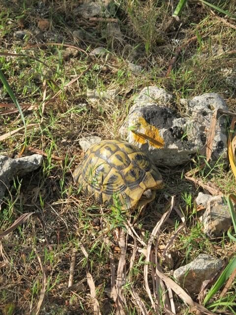 Urlaubsbetreuung für Schildkröten: Griechische Landschildkröte (Testudo hermanni hermanni) auf Mallorca