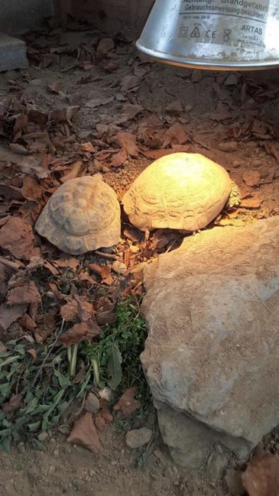 Schildkrötensaison 2020-Griechische Landschildkröten kurz nach der Starre (2)