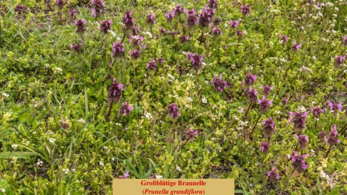 Großblütige Braunelle