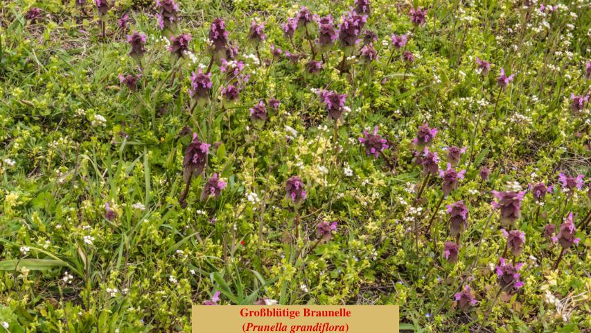 Großblütige Braunelle