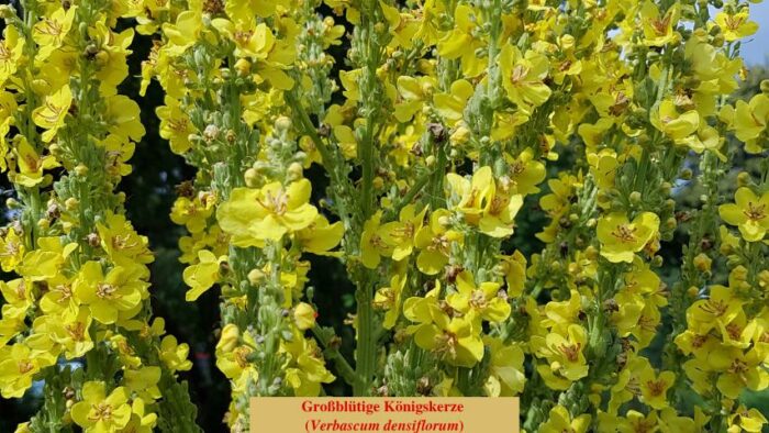 Großblütige Königskerze