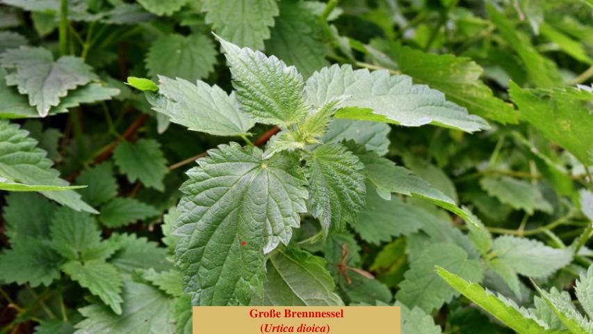 Große Brennnessel (Urtica dioica)