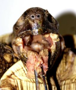 Herpesvirus-Infektion mit käsigen Belägen auf der Zunge (Pantherschildkröte)