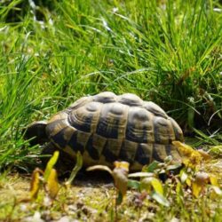 Höckerbildung bei europäischen Landschildkröten - Ursachen, Folgen und Vorbeugung Leichte Höckerbildung bei einer unserer Weibchen
