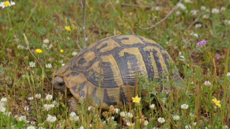 Griechische Landschildkröte in ihrem natürlichen Habitat in Greichenland
