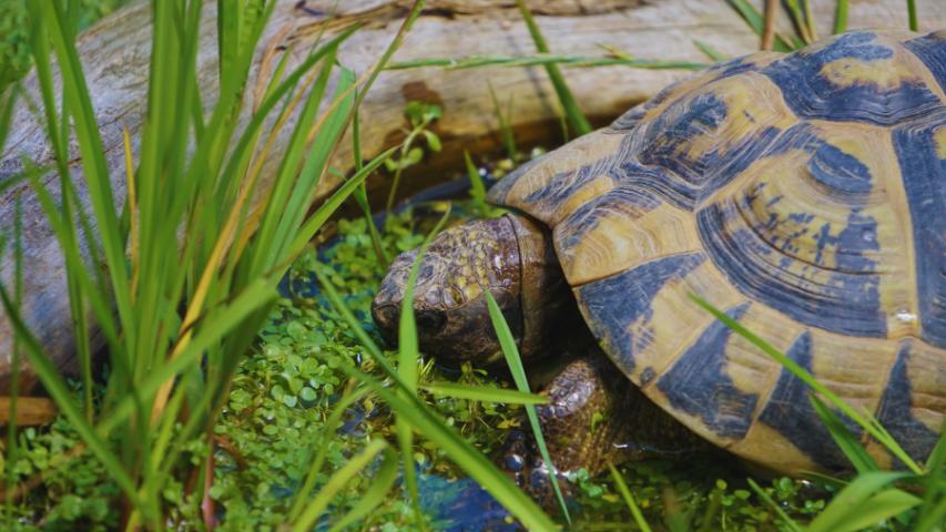 Eines der Weibchen unserer Griechischen Landschildkröte im Flachwasserbiotop