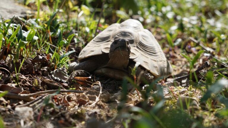 Arbeiten im und am Schildkrötengehege-Monat März