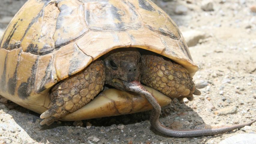 Europäische Landschildkröten als Aasfresser