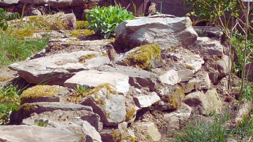 Trockenmauer im Schildkrötengehege